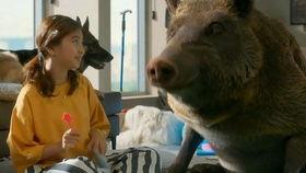 动物搞笑电影免费,动物界的欢乐喜剧盛典 第3张 动物搞笑电影免费,动物界的欢乐喜剧盛典 第3张