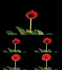 怒放的生命图片,绽放的生命力与坚韧不拔的精神